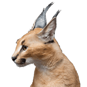 demo-attachment-255-beautiful-caracal-lynx-over-black-background-2LY36JN